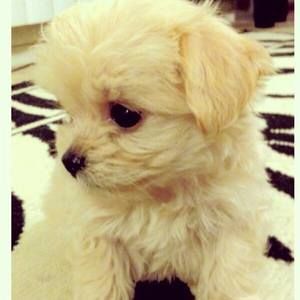 Meet your Posher, Maya